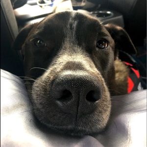 Meet your Posher, Evie